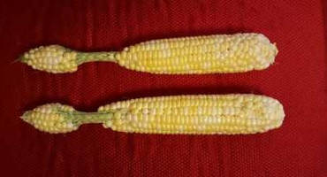 Unusual Ears Appearing in Corn Fields