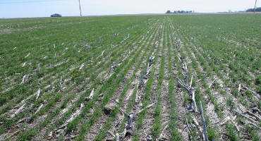 Determining the Seeding Rate for Winter Wheat