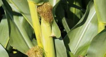 Harvesting Immature Corn as Silage