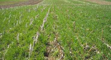 Cover crop recipes: Post corn, use cereal rye