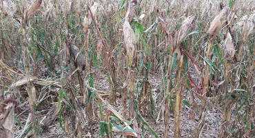 Cover Crop Considerations Following Late-Season Hail