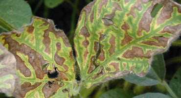 EPA approves Saltro fungicide seed treatment