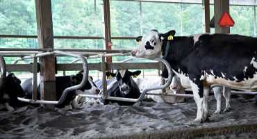 Dairy startup gets NSF program funding, accelerator backing