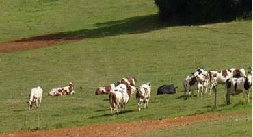 How Cows and Cattle Can Get Back to the Pastures