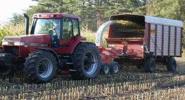 Monitor and Control Weeds After Silage Harvest