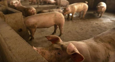 China to boost pork output as swine fever drives up prices