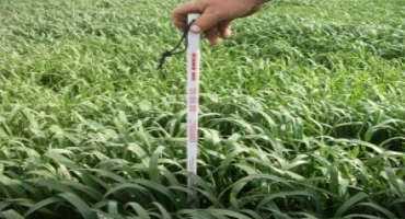Pricing Standing Forage in the Field