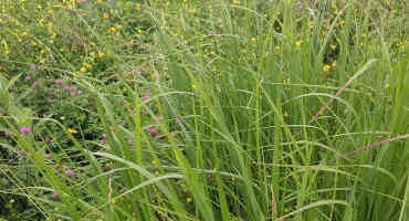 Planting Alternative Grasses that can Handle Lots of Rain