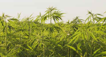 Hemp Holds Potential for Ohio Farmers