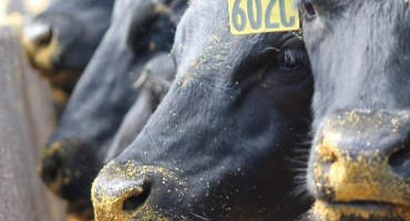 Cattle Producers Could Maximize Profits Using Progressive Limit Feeding