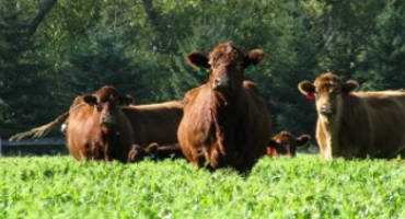 NDSU Extension Offers Tips for Fall Grazing Cover Crops