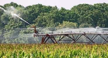 Late-planted crops may need irrigation into October