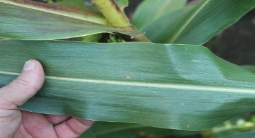 Check fields for tar spot if your later-planted corn is turning every color except green