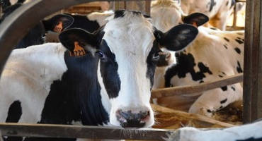 Focusing on Dairy Reproduction in Pittsburgh