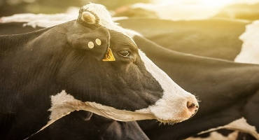 Dairy Margin Coverage Signup Deadline Rapidly Approaching