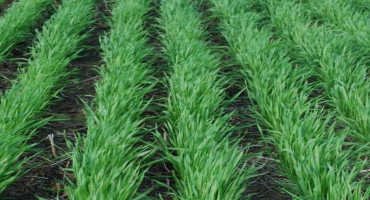 Considerations for 2019 Wheat Planting