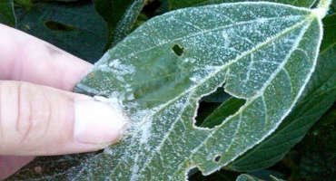 Handling frost-damaged soybeans