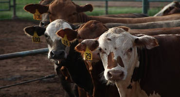 Growing demand in China dominates global beef trade