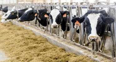 Sustainable dairy project finds ways to lower emissions, boost profits