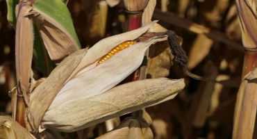 Drydown In Corn – What To Expect?