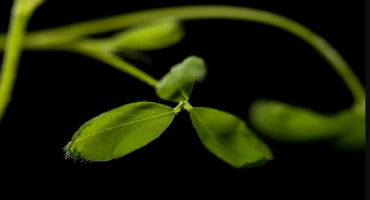 Scientists Discover Way to Make Crops Grow in Salty Soils