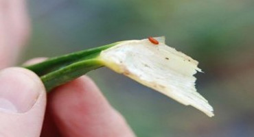 The Time for Allium Leafminer Management is Now