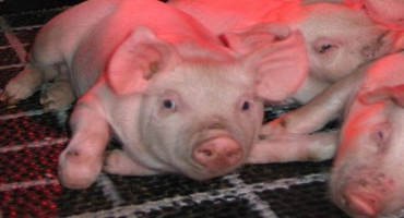 Winter Housing for Swine Welfare