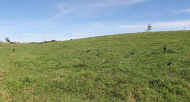 Fall Weed Control in Pastures
