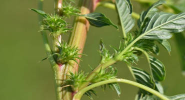 Check your fields this fall for the presence of Palmer amaranth