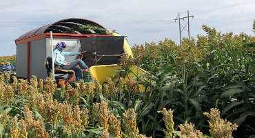 AgriLife Research study: Harvest management can enhance sorghum silage value