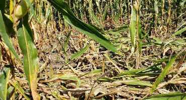 Stalk Quality Concerns Widespread in Areas of Nebraska