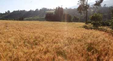 Study: Large-scale genomics will improve the yield, climate resilience and quality of wheat