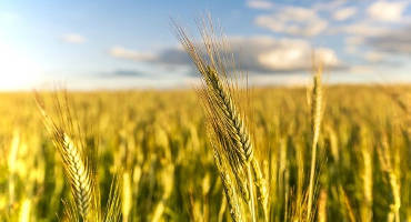 New Research Warns Severe Climate-Related Droughts Could Threaten 60% of Global Wheat Crop by 2100