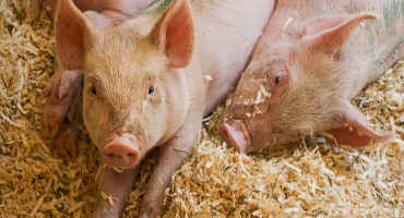 USDA’s Quarterly Hogs and Pigs Report Comes in Slightly Above Expectations
