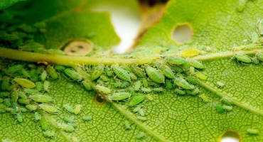 Insects might soon be trained to protect crops