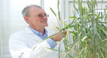 Wheat is one step closer to photosynthesis-based yield gains