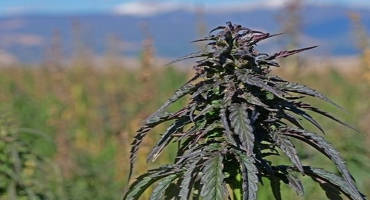 Hemp Processor License Now Available in Montana