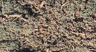 The Fall Advantage of Kochia Control