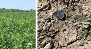 Marestail Fall Control