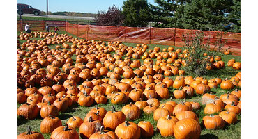 Checking in on the U.S. pumpkin crop