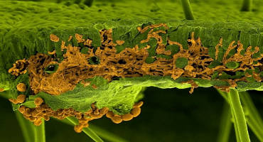 A Step Toward Controlling Soybean Rust