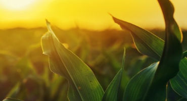 More diseases and lower yields forecasted for corn and soybeans