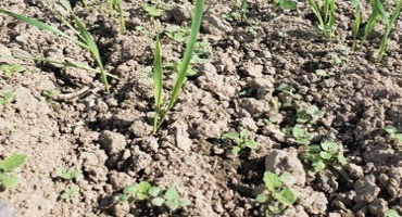 Fall Herbicide Options in Wheat and Barley