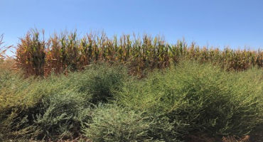 Herbicide-resistant kochia invading Texas High Plains