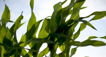 Study finds rising ozone a hidden threat to corn