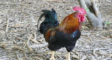 Surrogacy advance could aid rare chicken breeds