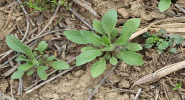 Fall Herbicide Treatments – Even More Important This Year?