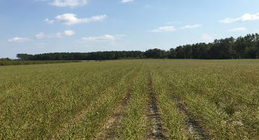 Fall Armyworm Infestations Widespread in Southeastern North Carolina