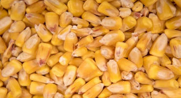 Feeding Light Test Weight Corn in Growing and Finishing Diets