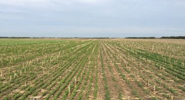 Study of Wheat Behind Field Peas, Chickpeas, Soybeans and Fallow